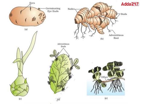 Vegetative Propagation Examples, Meaning, Define, Advantage