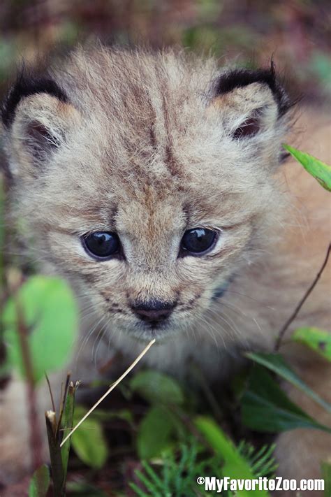 Canadian Lynx Kitten At North Georgia Zoo & Farm www.myfavoritezoo.com ...