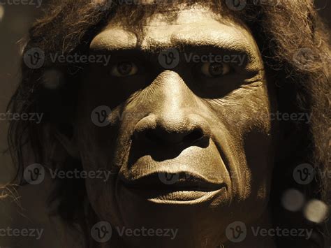 Homo erectus human head cranium 17361804 Stock Photo at Vecteezy