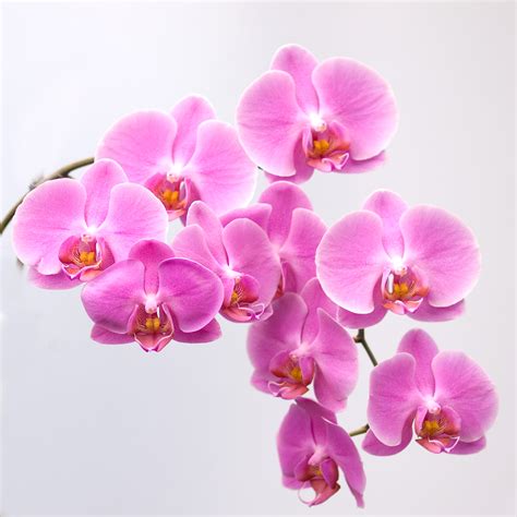 Orchid bunch | Flickr - Photo Sharing!