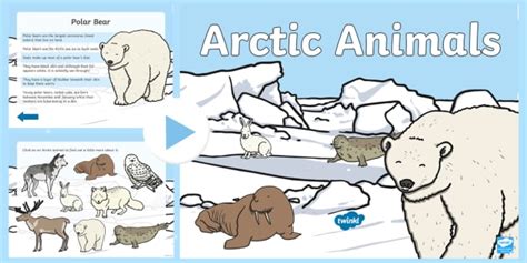 What are Arctic Animals? | Cold Climate Animals - Twinkl