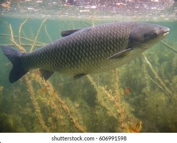 6,751 Grass Carp Fish Images, Stock Photos & Vectors | Shutterstock