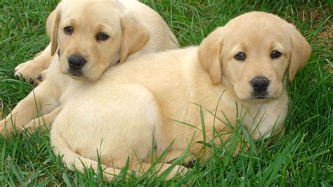 🔥 Free download Pics For Cute Labrador Wallpaper [1920x1080] for your ...