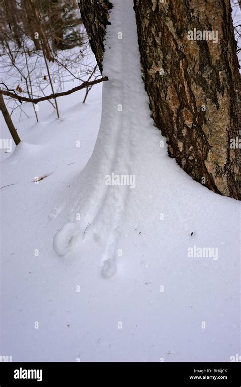 Russian winter forest Stock Photo - Alamy