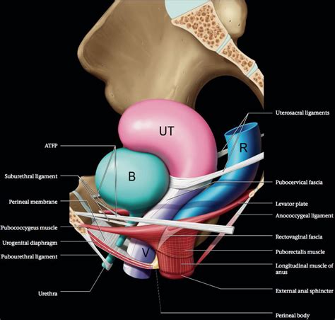 What Are The Major Muscles Of Female Pelvic Floor Ppt | Viewfloor.co