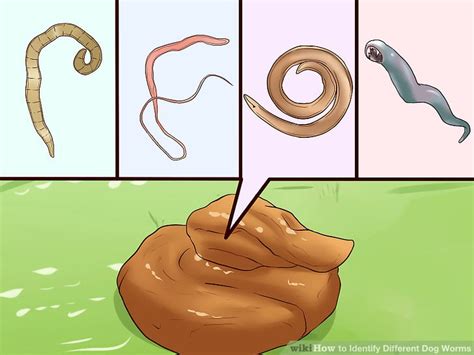 Identify Worms In Dogs