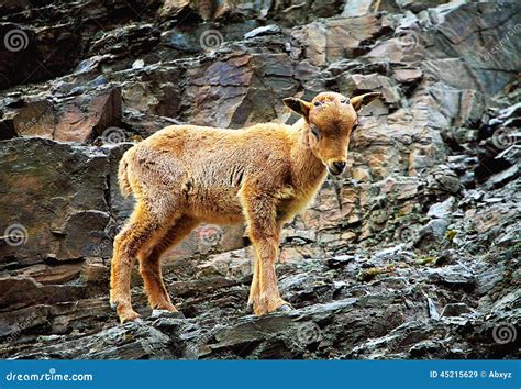 Barbary sheep stock image. Image of mammal, hoof, infant - 45215629