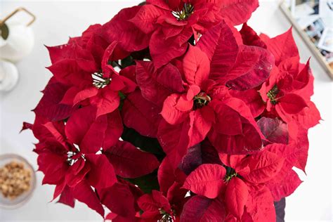 Poinsettia: Indoor Plant Care & Growing Guide