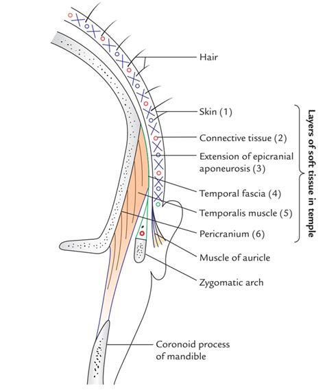 Temporalis Muscle – Earth's Lab