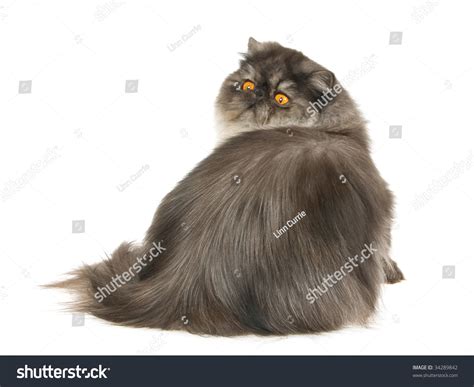 Black Smoke Persian Cat On White Background Stock Photo 34289842 ...