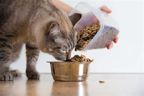 How often should I feed my cat? - BarkSpace