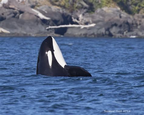 British Columbia Whale Watching | Indigenous Tourism BC