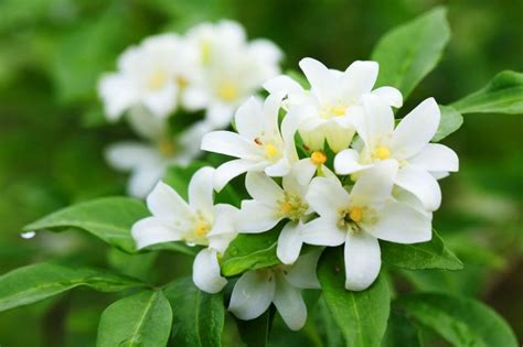 Jasmine Flowers: Their Meaning and Symbolism Through History - Petal Republic