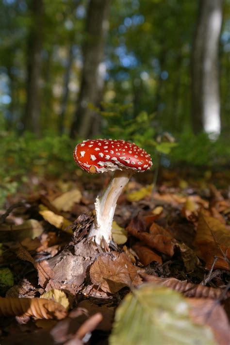 Mushroom Forest Photos, Download The BEST Free Mushroom Forest Stock Photos & HD Images