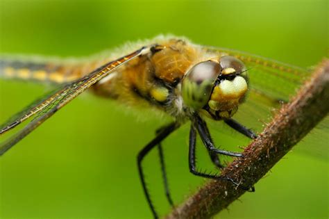 Dragonflies most successful predator in animal kingdom – Naturally ...