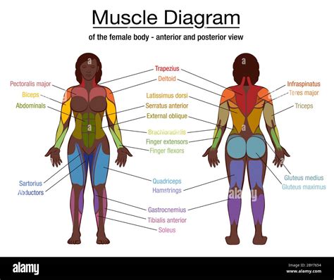 Muscle Diagram Labeled