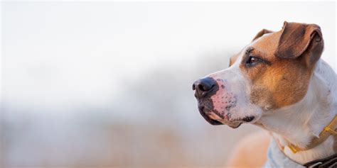 Boxer Pitbull Mix Breed - Dog Academy