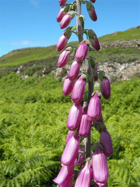 Poisonous plants in the garden | New Zealand Plant Conservation Network ...