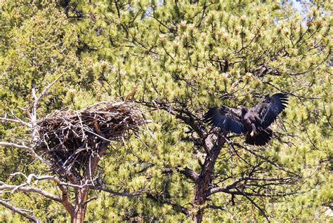 Bald Eagle Fledgling Photograph by Steven Krull