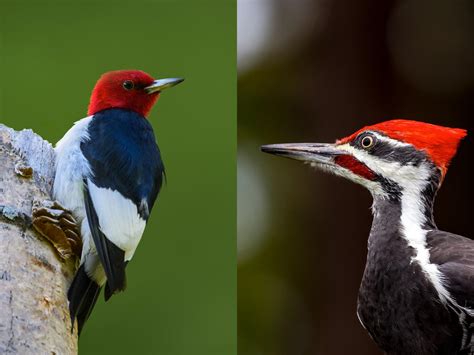 Female Red-headed Woodpeckers (Identification: Male vs… | Birdfact