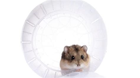 How to Clean a Hamster Ball (Using 3 Simple Methods) - Fur, Wings, & Scaly Things