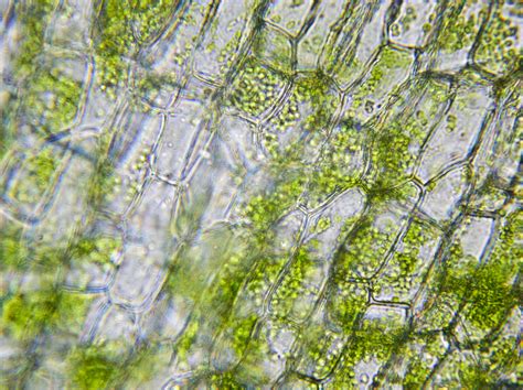 PC120200 | Elodea leaf, wet mount, 40x objective. | Dave Thomas | Flickr