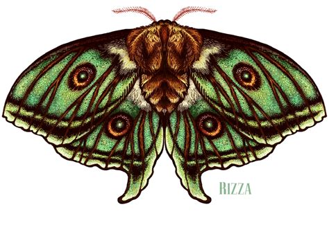 Moths Wings :: Behance