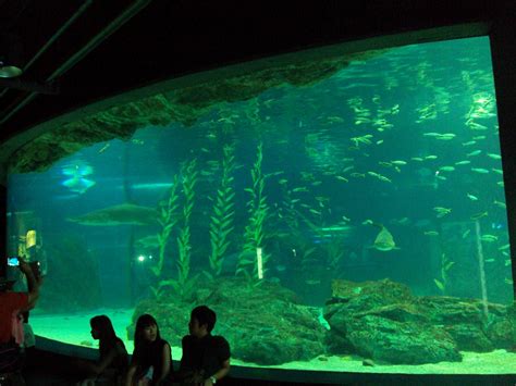 The Busan Aquarium in Haeundae Beach | Koreabridge