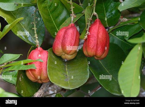 Ackee fruit, Blighia sapida, hanging high in a tree Stock Photo - Alamy