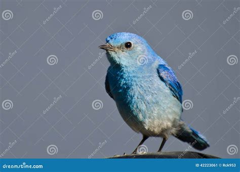 Profile Male Mountain Bluebird Stock Photos - Free & Royalty-Free Stock ...