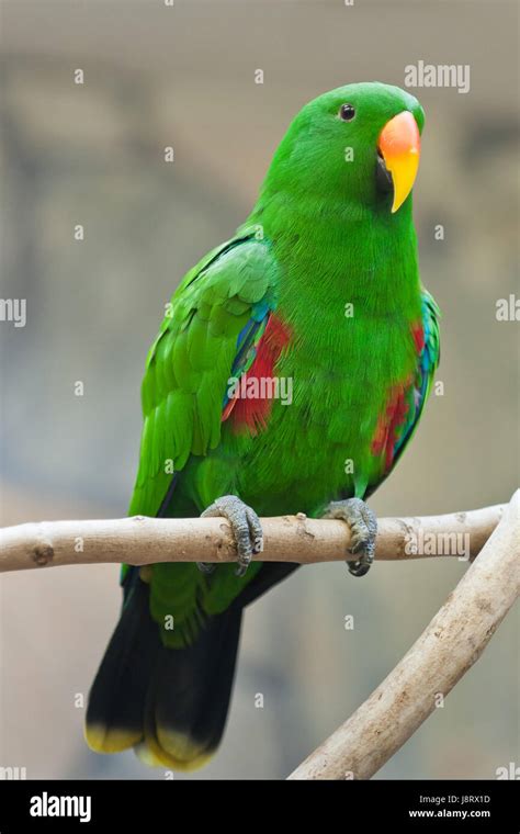 bird, green, birds, coloured, feathers, colour, parrot, colors, colours ...