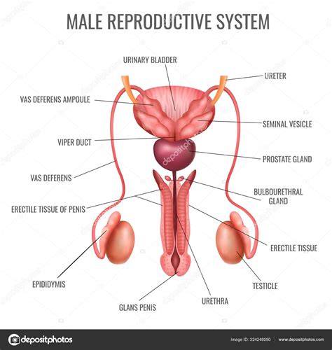 Realistic Male Reproductive System Stock Vector Image by ©macrovector #324248590