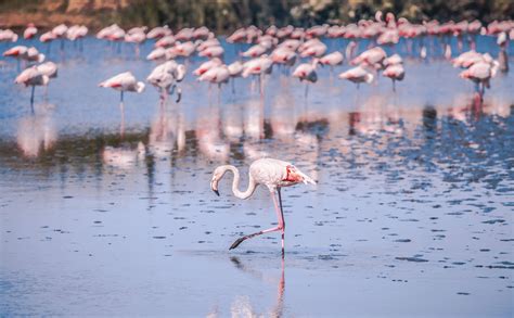 Up close with flamingos, Torrevieja salt lakes train tours