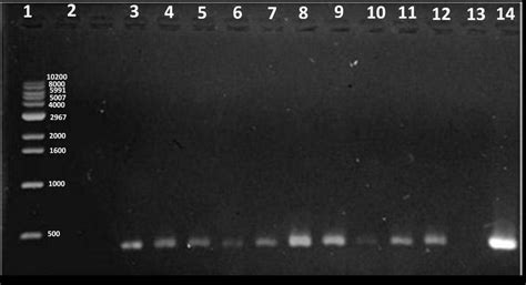 Gel of Colony PCR screening of 11 randomly chosen transformant colonies ...