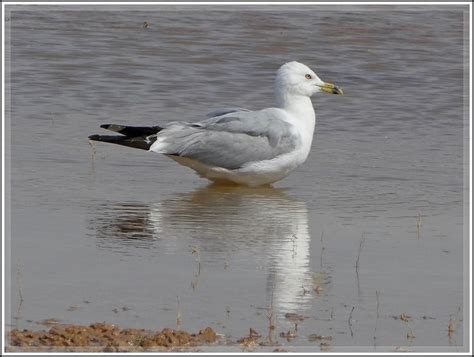 Ken's Photo Gallery: Overton Wildlife Management Area