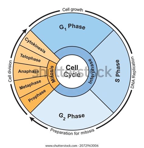 74 Mitotic Cell Cycle Stock Vectors, Images & Vector Art | Shutterstock