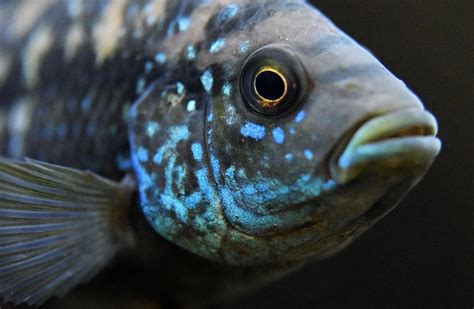 Jack Dempsey Fish (Cichlid): Care Guide - FishLab.com