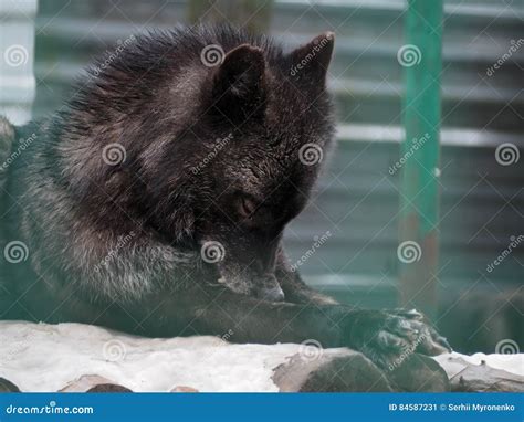 Black wolf laying at snow stock image. Image of timber - 84587231