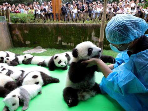 Silly Baby Panda Falls Flat on Its Face During Public Debut of 23 Giant ...