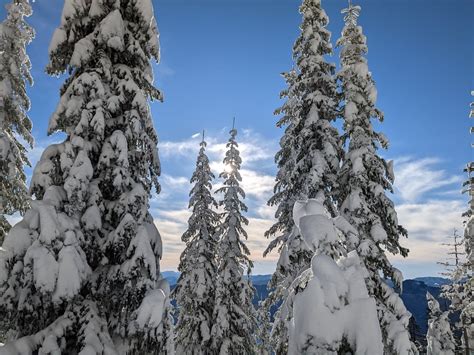 Free picture: Snowy white spruce trees on sunny winter day