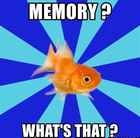 Goldfish Memory