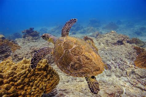 Cano Island Tour | Cano Island Snorkeling