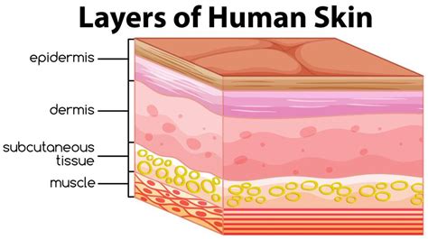 Layers of human skin concept 445514 Vector Art at Vecteezy