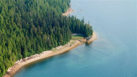 Old-Growth Trees in Tongass National Forest | Audubon