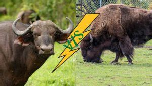 What's The Difference Between Bison And Buffalo? - Museoli Pari