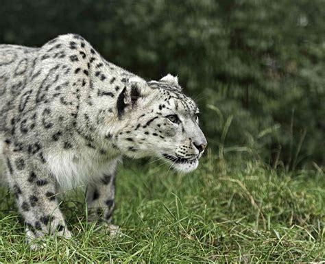 Are Snow Leopards Endangered? Conservation Status, How to Help