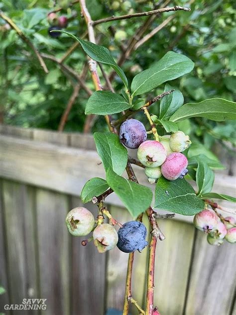 Pruning Blueberries: Step-by-step Instructions for More Fruit | Blueberry gardening, Pruning ...