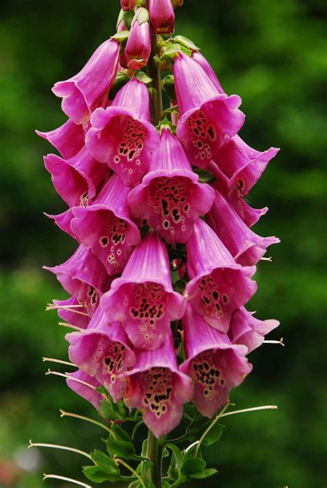 Pink Foxglove