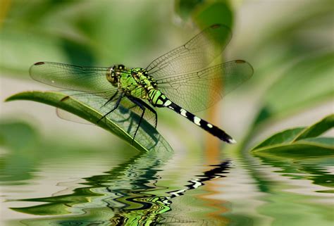 The Dragonflies of Summer