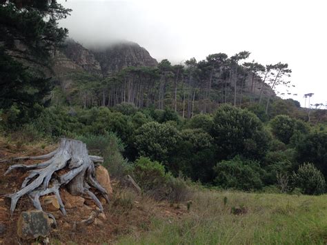 Newlands Forest on the slopes of Table Mountain, Cape Town | Cool places to visit, Places to ...